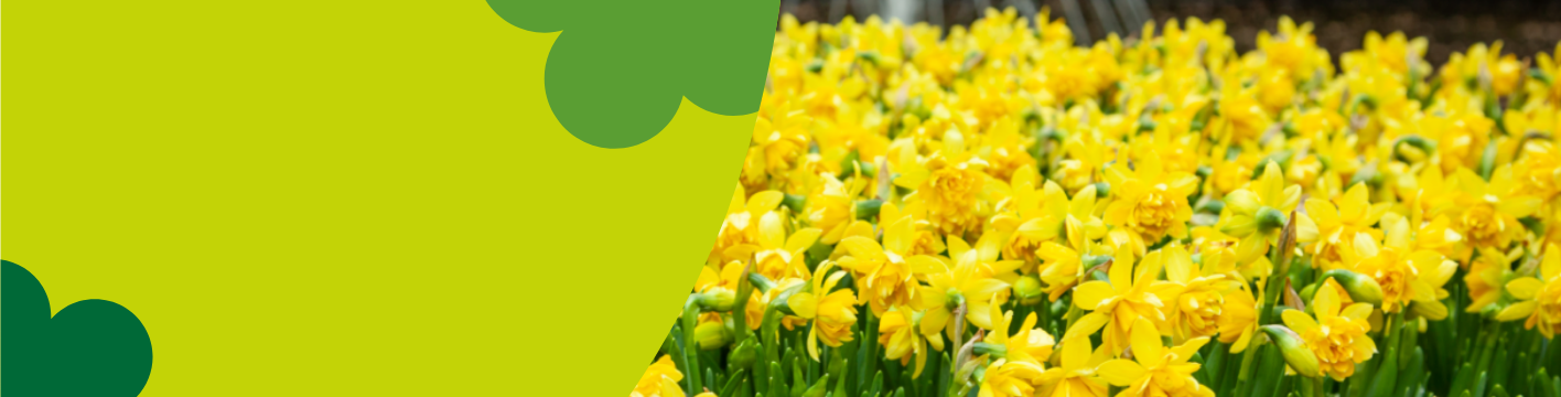 Spring Flowering Bulbs