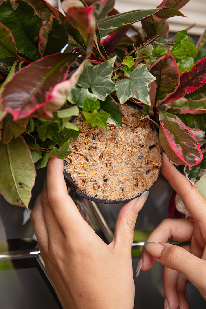 How to create a bird feeder wreath
