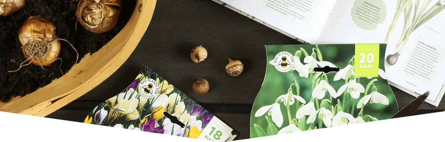 How to layer spring bulbs in a pot