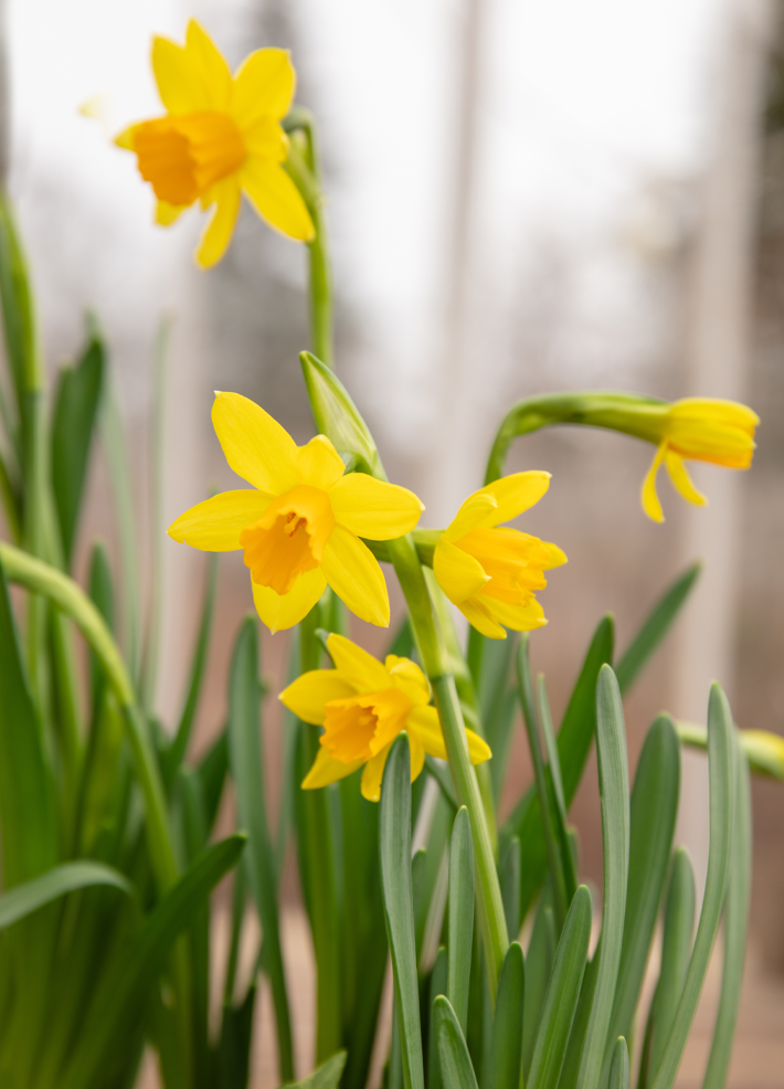 How to layer spring bulbs in a pot