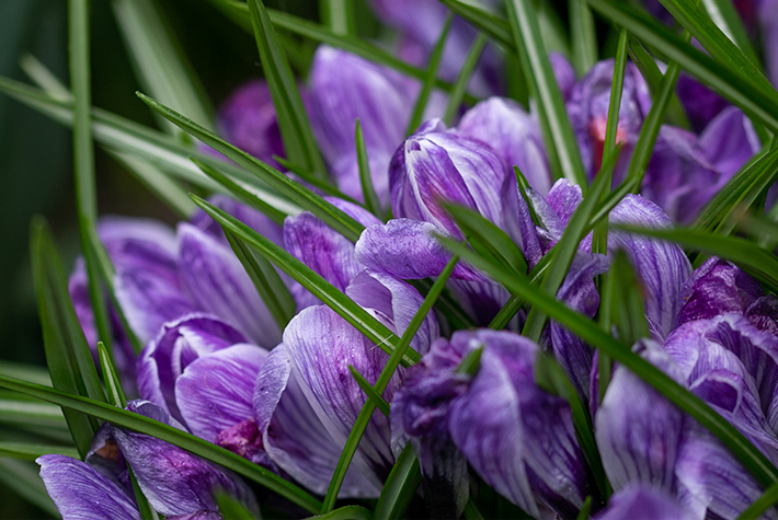 how-to-grow-crocus