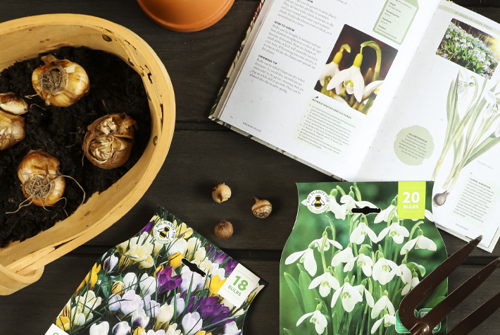 How to layer spring bulbs in a pot