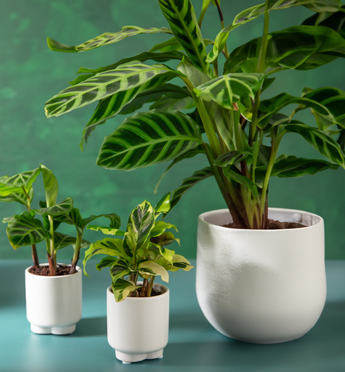 How to care your calathea