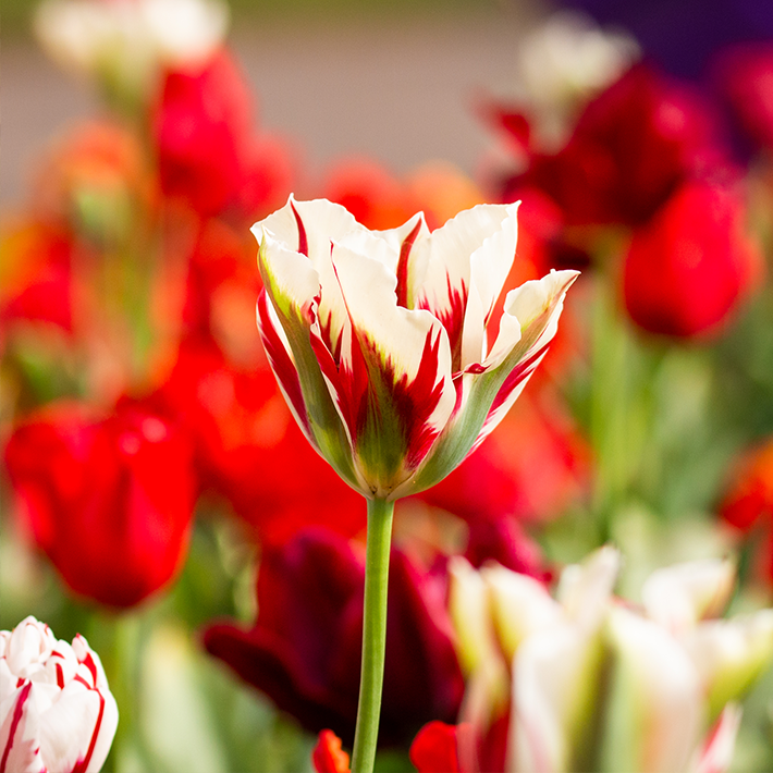 How to grow tulips