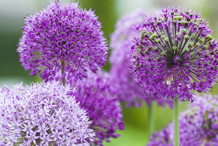 How to grow Alliums
