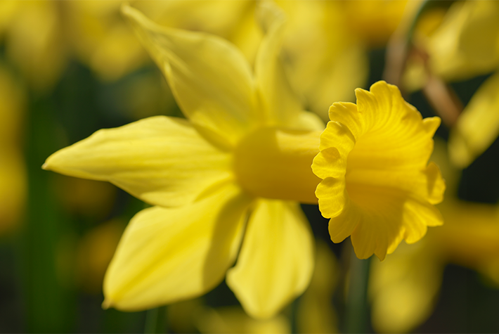 Daffodil February Gold 