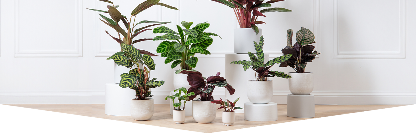 Houseplant of the Month-September-Calathea
