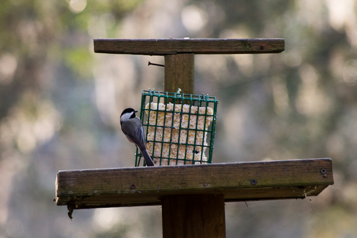 Helping the hibernators