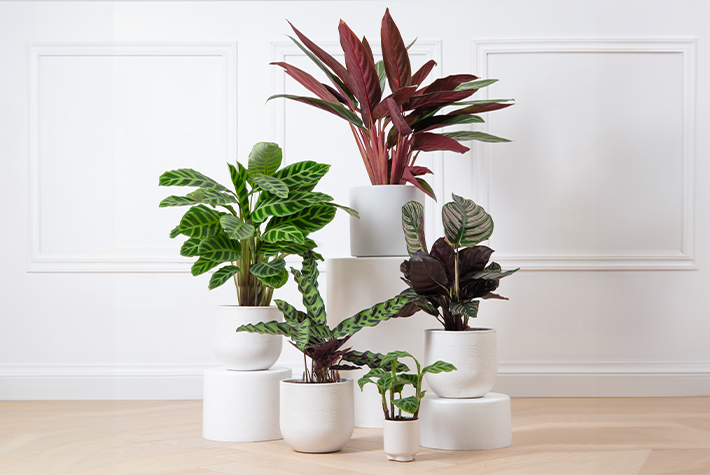 Fun facts about calatheas