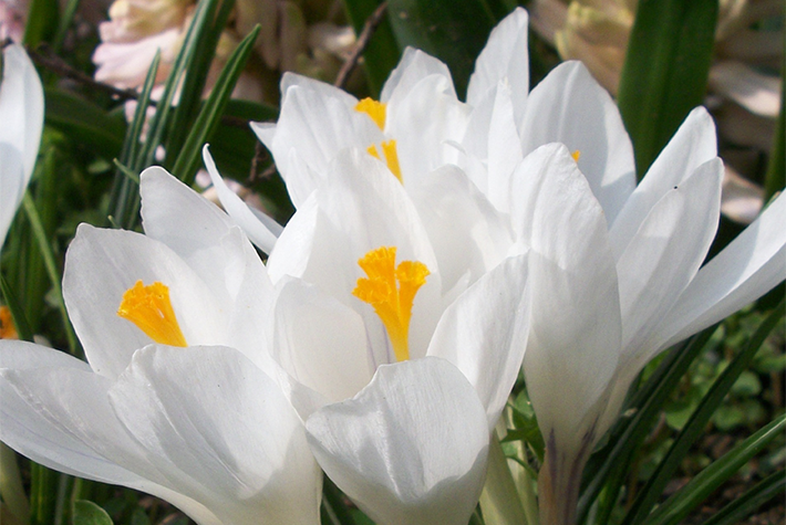 Crocus Ivory Princess