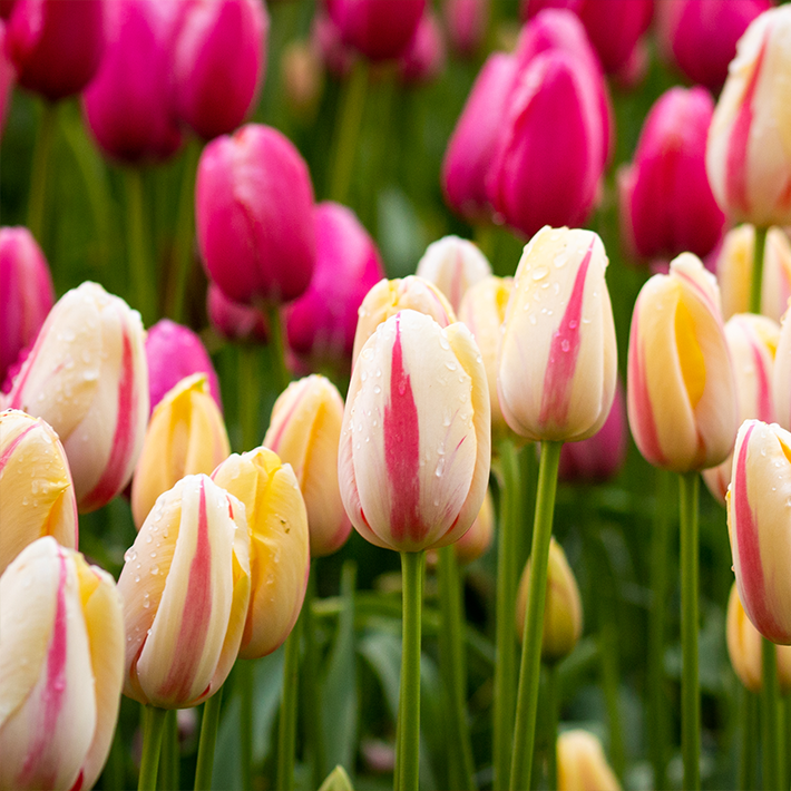 How to grow tulips