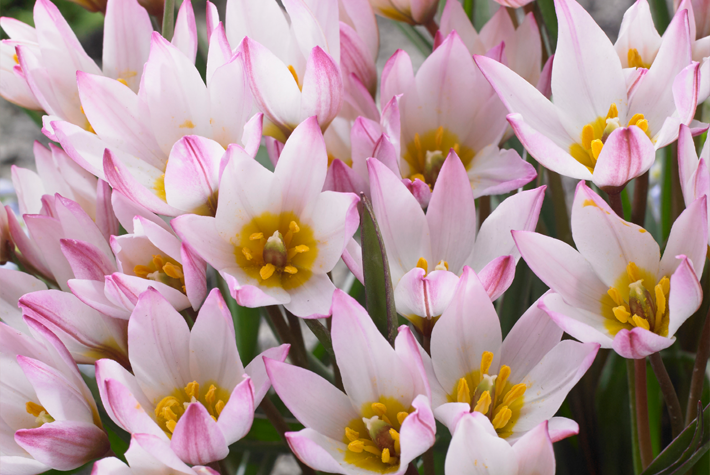 How to grow tulips