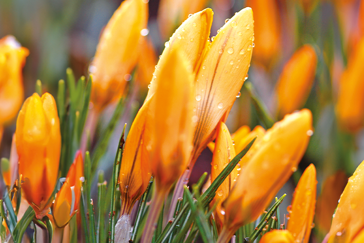 Crocus Orange Monarch