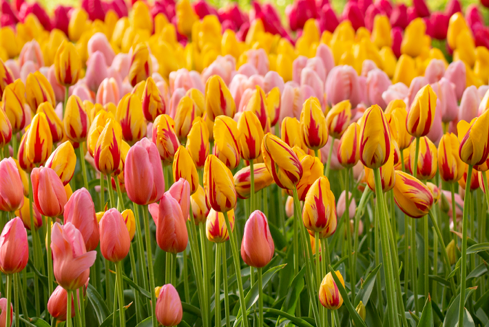 How to grow tulips