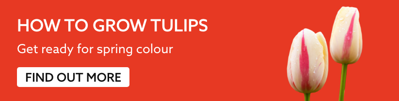 How to grow tulips