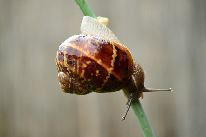 snail