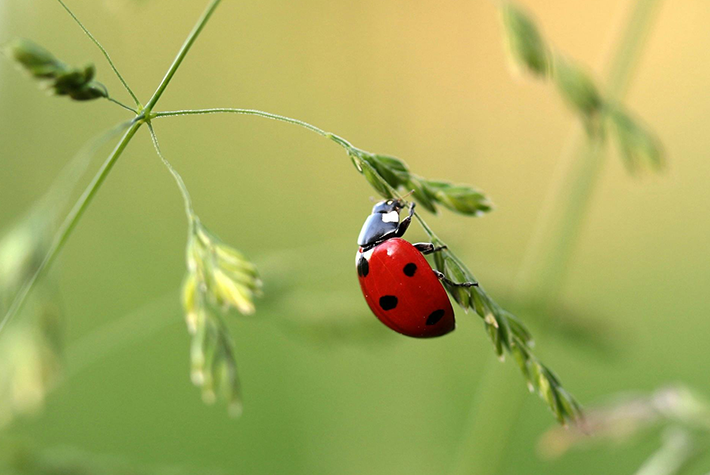 ladybird