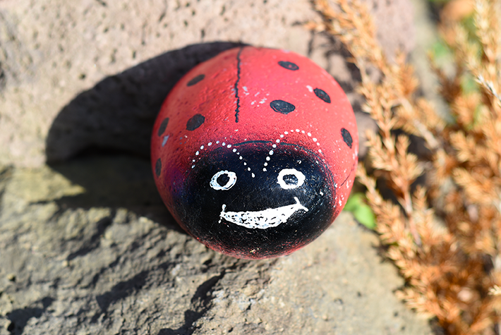 pebble ladybird