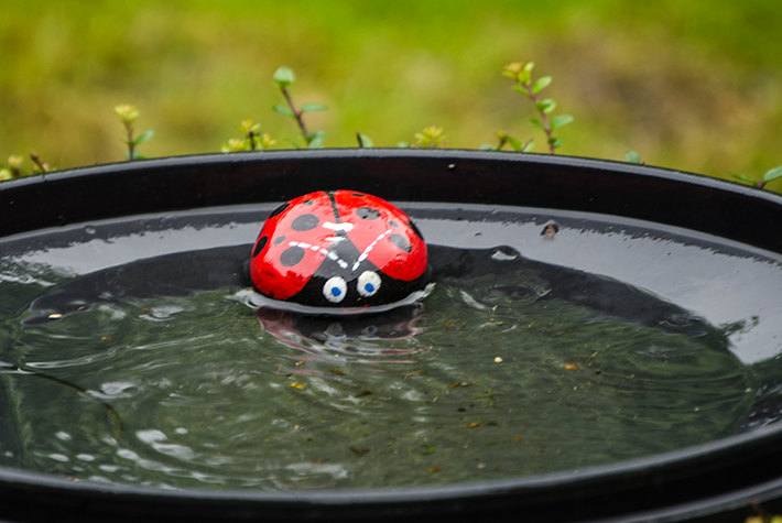pebble ladybird