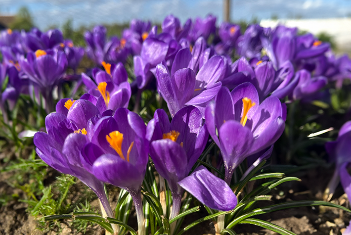 Crocus