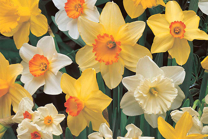 Daffodils