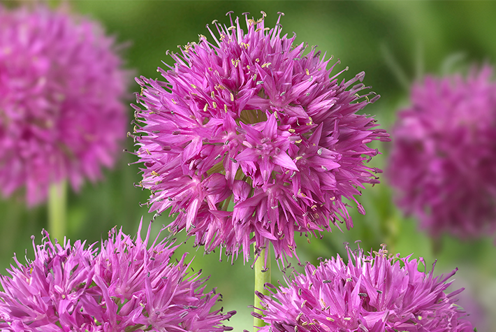 Alliums