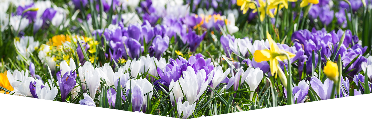 The best spring bulbs to plant in autumn