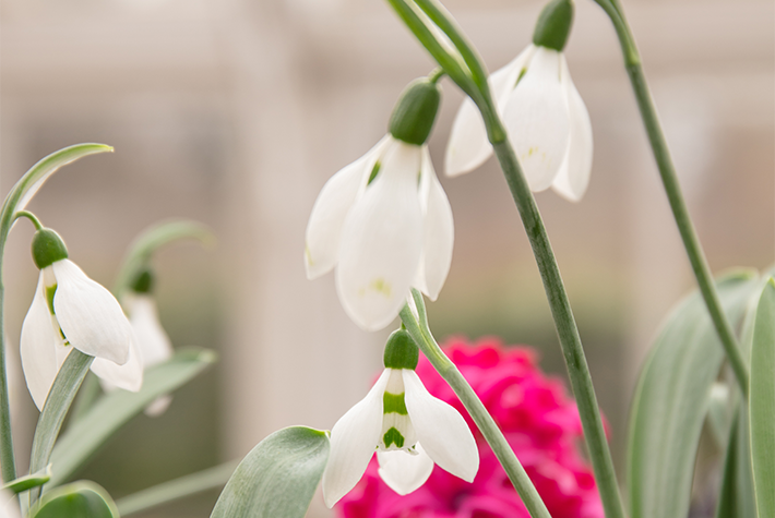 Snowdrops