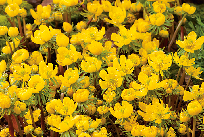 Winter Aconite