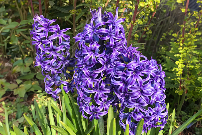 Hyacinths