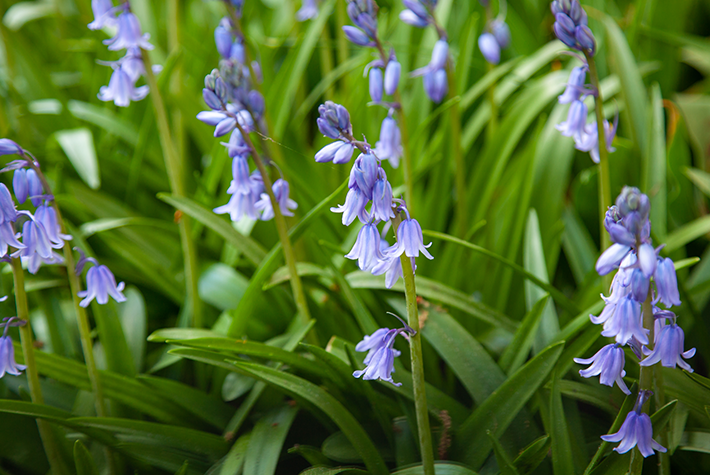 Bluebells