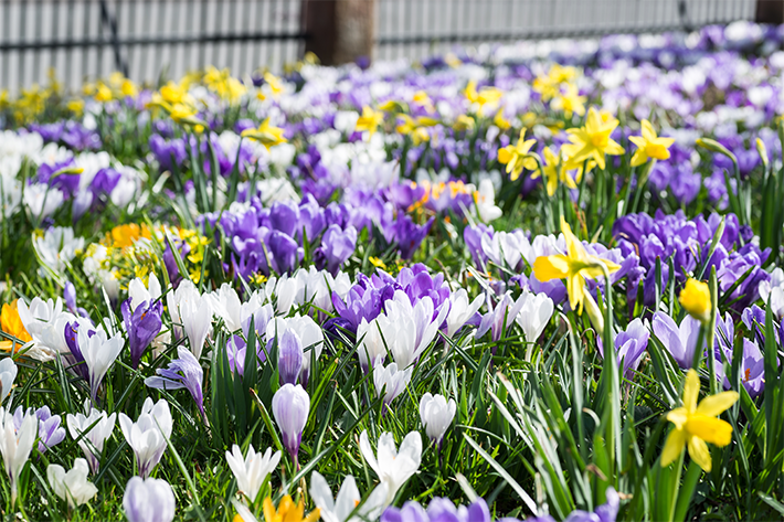 Spring Bulbs