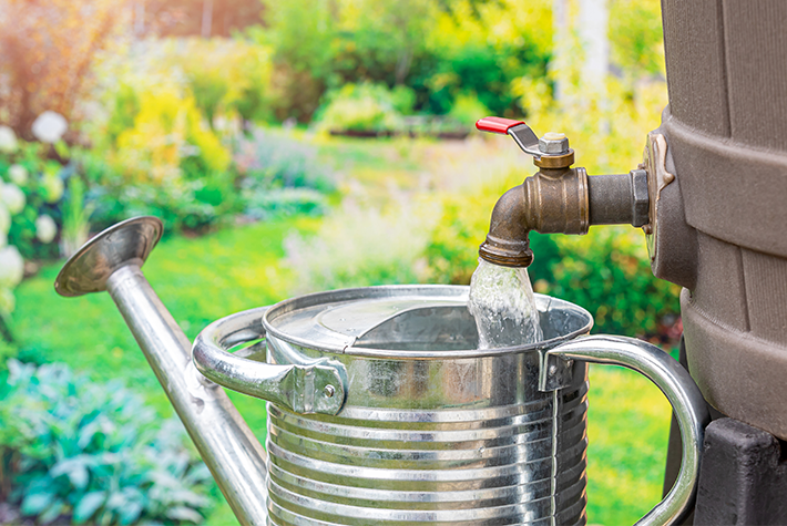 How to harvest rainwater for your garden