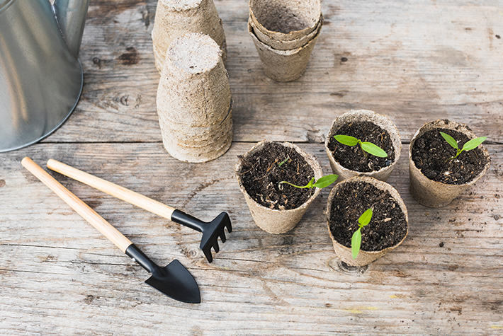 seed growing investigation