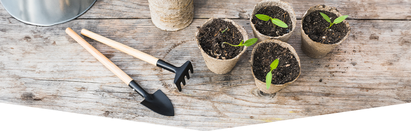 seed growing investigation