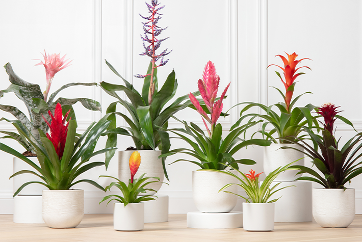 Houseplant of the month