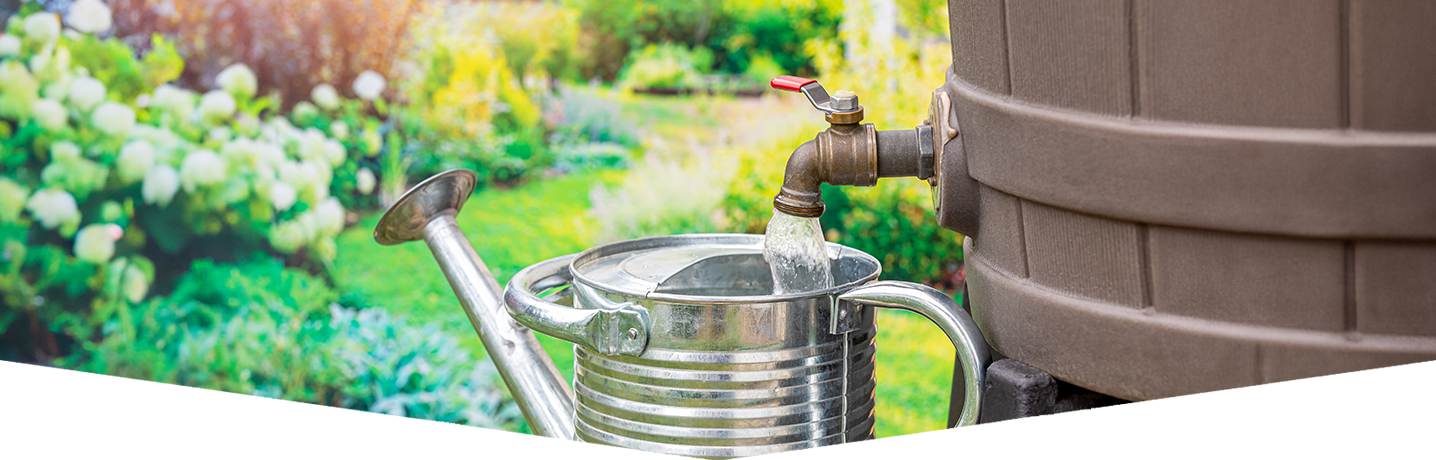 How to harvest rainwater for your garden