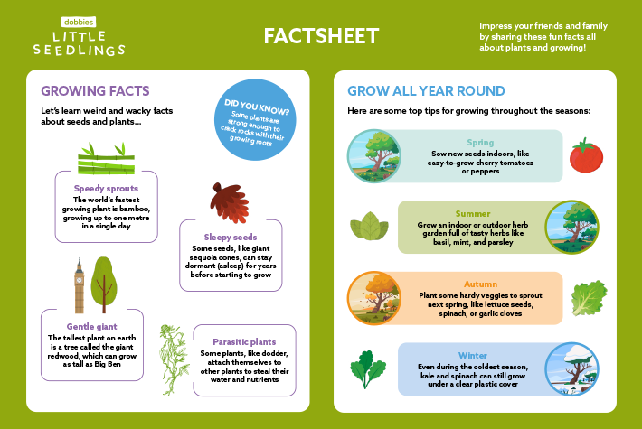 August 2024 Little Seedlings Fact Sheet