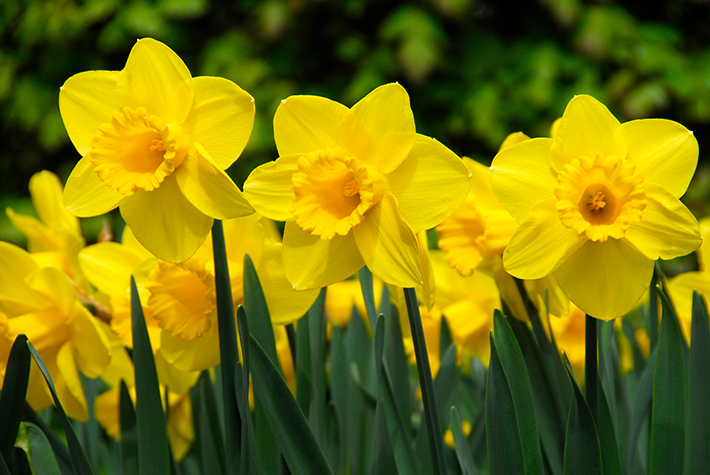 How to grow daffodils