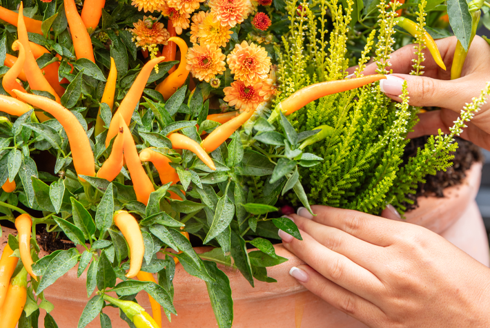 Chili peppers with calluna