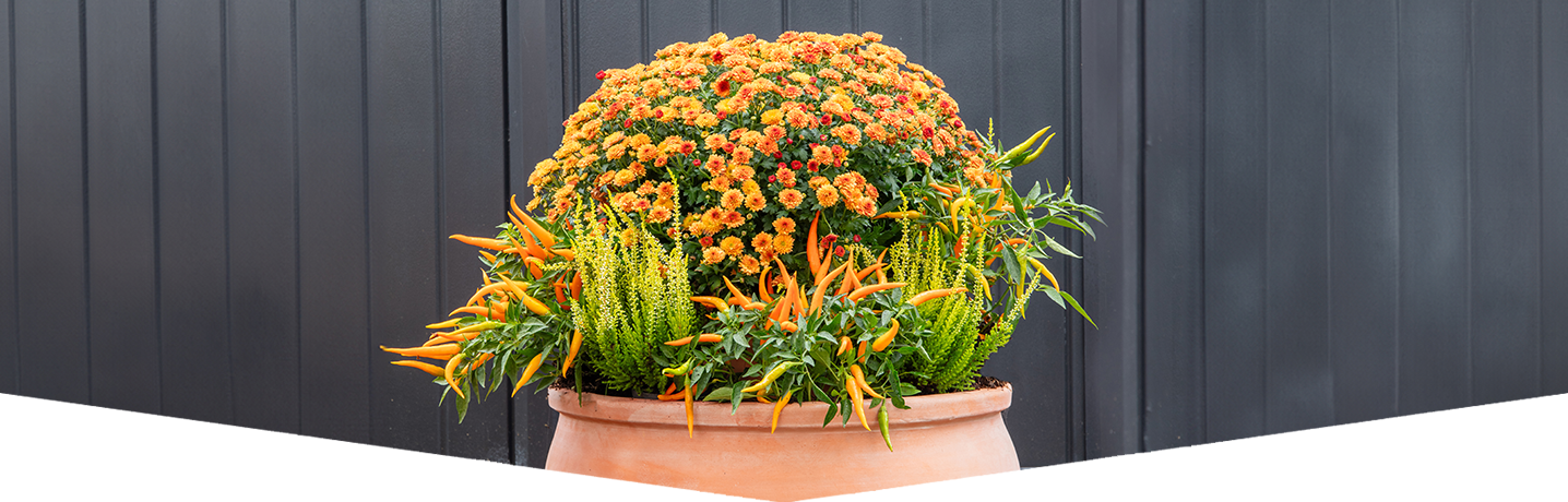 Easy autumn pot display