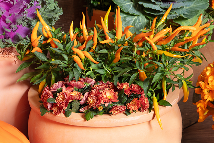 Ornamental Chili Peppers