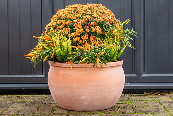 Easy autumn pot display 
