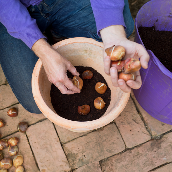 The best spring bulbs to plant in autumn