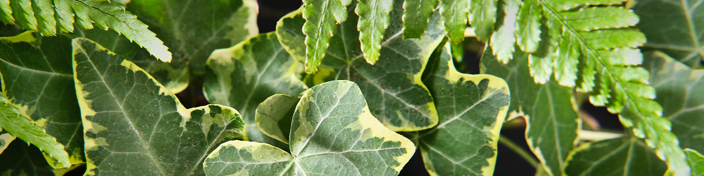 Dobbies Garden Centres