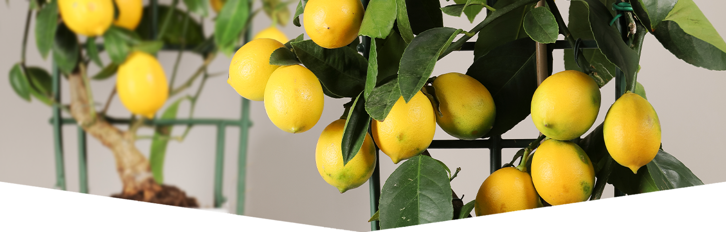 Citrus tree