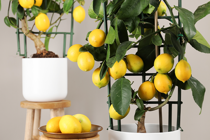 Citrus tree