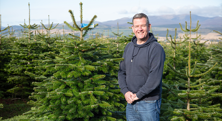 Dobbies christmas trees hotsell