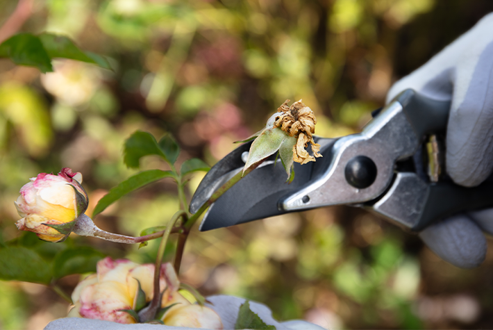 Garden tips for November