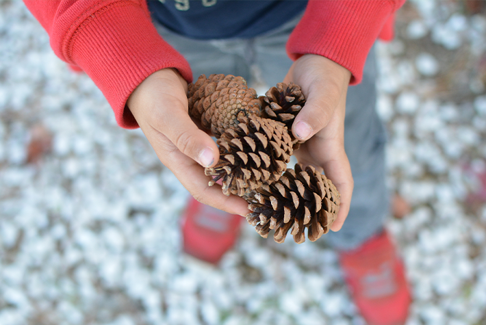 Pine cone wreath